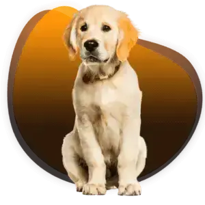 curso meu filhote educado