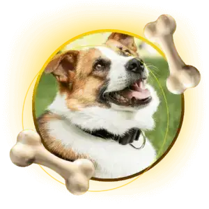 como adestrar um cachorro